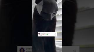 BATCAT funny cat carcat batman batcat danger [upl. by Nylzor516]