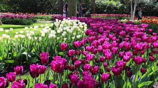 Keukenhof 2022 in full bloom  A fairytalelike garden full of color  4K [upl. by Cynthla599]