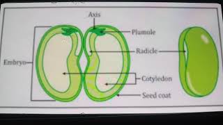 Seed  Definition and Structure [upl. by Sivrat]