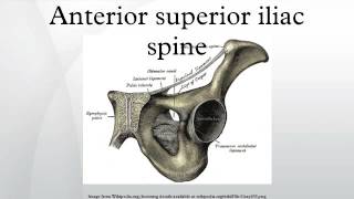 Anterior superior iliac spine [upl. by Fira]