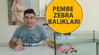 Pembe Zebra Balıklarının Bakımı ve Cinsiyet Ayrımı [upl. by Ahseinat]