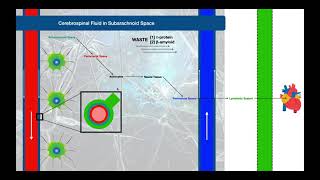 The Glymphatic System EXPLAINED  Review of CSF Flow [upl. by Assedo]