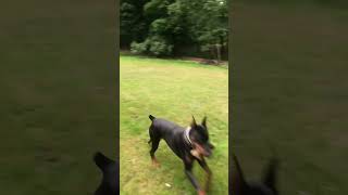 Playing fetch with Doberman Pinscher puppy [upl. by Llehcnom]