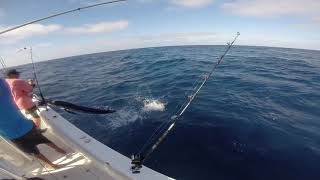 Marlin impales fisherman [upl. by Eras]