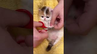 Nail cutting of my newborn kitten [upl. by Shih329]