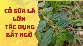 Cây Cỏ Sữa Những Tác Dụng Cực Kỳ Tốt Trong Điều Trị Bệnh [upl. by Rumit]