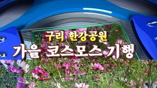 가을을 느낄수 있는 구리 한강공원의 코스모스길 영상리뷰 [upl. by Ayanahs]