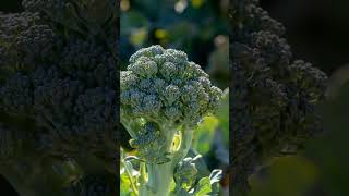 The Superfood Evolution of Broccoli and Cranberries susperfoods plantbreeding [upl. by Zeralda]