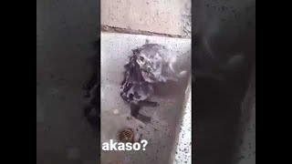 RAT taking a SHOWER Like HUMAN  Rata Se Baña como HUMANO [upl. by Norred74]