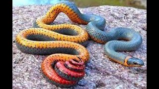 Taipan AustraliasExploring the Inland Taipan Australias Fierce Snake with the Deadliest Venom [upl. by Drescher142]