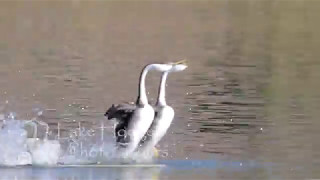 Rushing Western Grebes at Lake Hodges Photo Tours [upl. by Elrak926]