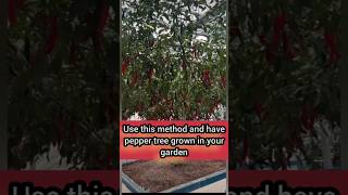 How to grow PEPPER TREE  OVERWINTERING PEPPERS METHOD [upl. by Anemij]