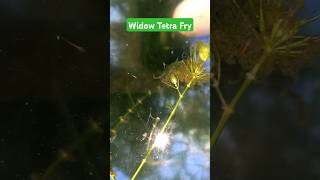 Widow Tetra Fry ஏன் பொறித்தது 😇😇 [upl. by Lois]