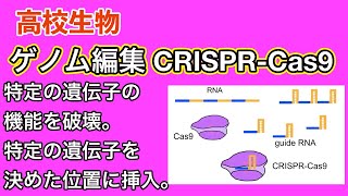 高校生物「ゲノム編集 CRISPRCas9 」 [upl. by Kcirdes632]