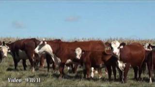 Curtis Polled Hereford Dispersion [upl. by Iemaj377]