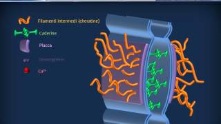 Membrana cellulare  Adesione [upl. by Worrad]