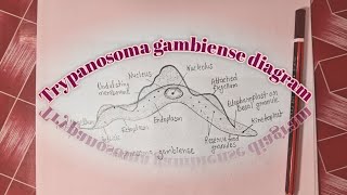 Bsc Zoology Diagram  Trypanosoma gambiense diagram very easily 🤔 [upl. by Berl]