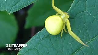 VERÄNDERLICHE KRABBENSPINNE SPIELT MIT MIR VERSTECKEN [upl. by Arerrac618]