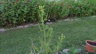 Cleome Viscosa properties and uses [upl. by Domenech157]