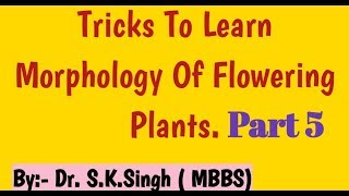 morphology of flowering plants class 11  How to write Floral Formula FabaceaeSolanaceae Lilaceae [upl. by Enivid]