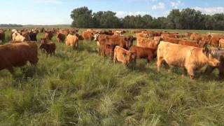 Chad Petersons mob grazed cattle [upl. by Ratib]