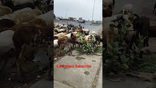 😱Flood of Sheeps 🐑 ChakkaJaam flood cute animals love music trending shorts youtube short [upl. by Firahs250]