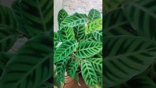 Calathea zabrina plant  baithul garden [upl. by Arundel]