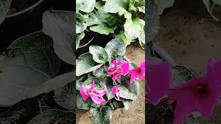 Cyclamen plant care cyclamen plants caretips shorts [upl. by Attezi]