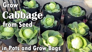 How to Grow Cabbage from Seed in Containers amp Grow Bags  From Seed to Harvest  Red amp Green Cabbage [upl. by Enyal]