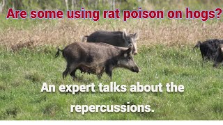 Feral Hog Poisoning Are some using rat poison illegally What are the consequences hogs hunting [upl. by Ettennek]