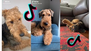 😍 Cutest Airedale Terrier 😂 Funny and Cute Airedale Terrier Puppies and Dogs Videos [upl. by Pelag]