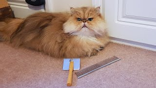 Grooming Persian amp Other Longhaired Cats [upl. by Ennayrb]