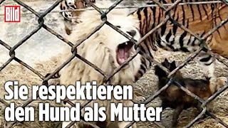 Hund stoppt Kampf zwischen Löwe und Tiger [upl. by Loresz]