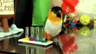 my caique parrot gei gei playing tricks [upl. by Ylla419]