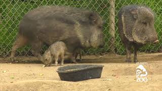 Spring Babies at Los Angeles Zoo [upl. by Trauts]