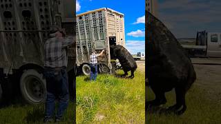 The cattle trailer almost tipped over Hauling cows is FUN [upl. by Ameehsat]