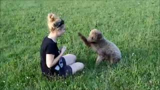 Obedience with Ernest Lagotto Romagnolo HD Quality [upl. by Drud]