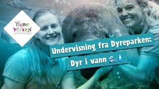 Undervisning fra Dyreparken Dyr i vann 🌊💧 [upl. by Dawes]