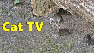 Cat TV  Mice Squeaking Videos for Cats 🐭 Video Produced by Paul Dinning [upl. by Buerger399]