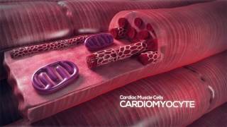 Basic Electrophysiology part 3  Electrical Anatomy part 1 [upl. by Dihahs]