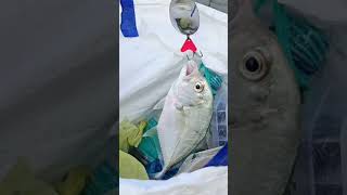 Trevally Fish  Paarai Mean  Parai Meen King Of sea [upl. by Ecertal123]