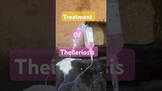 treatment of Theileriosis in cow 🐄  symptoms of Theileriosis treatment of anorexia [upl. by Azarcon]