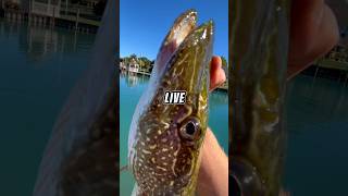 Let’s fish with TINY LIVE BAIT for hungry fish 🐟🎣 fish fishing [upl. by Crispa]