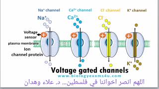 cell membrane and transport [upl. by Stephenie]