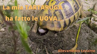 La mia tartaruga ha fatto le uova [upl. by Maril]