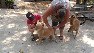 Project Steet Dogs Thailand quotVaccinaties tempelhondenquot [upl. by Christiano140]