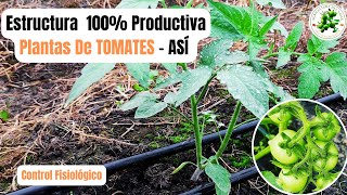 Mejor Estructura De PLANTAS DE TOMATES  Trucos De Experto [upl. by Boggers199]