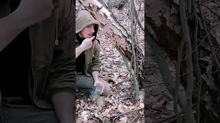 How to get birch sap bushcraft survival outdoors [upl. by Kimball]