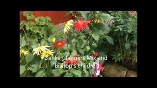 Dahlia Bishops Children and clangers mix From seed Help and care [upl. by Legin]