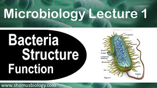 Microbiology lecture 1  Bacteria structure and function [upl. by Nwahsaj]